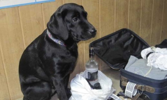 На Вінниччині чотирилапий митник допоміг виявити приховані наркотики На Вінниччині чотирилапий митник допоміг виявити приховані наркотики