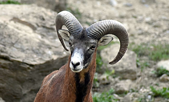 На Вінниччині побільшало муфлонів і зайців, але стало менше оленів і кабанів На Вінниччині побільшало муфлонів і зайців, але стало менше оленів і кабанів