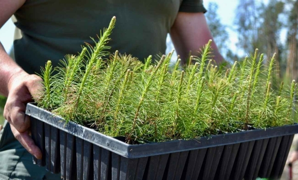 На Вінниччині цьогоріч відновлюватимуть ліс на понад 550 гектарах На Вінниччині цьогоріч відновлюватимуть ліс на понад 550 гектарах