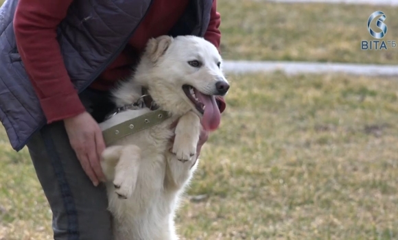 Неймовірно зворушливі історії собак із вінницького муніципального притулку для тварин Неймовірно зворушливі історії собак із вінницького муніципального притулку для тварин