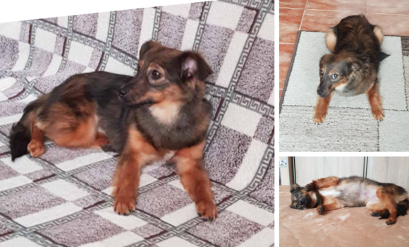 Родина загиблого військового прихистила собаку з Вінницького муніципального притулку для тварин