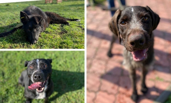 Собака Мія з Вінницького муніципального притулку знайшла новий дім Собака Мія з Вінницького муніципального притулку знайшла новий дім