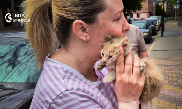 Врятували кошеня, яке застрягло під капотом авто у Вінниці Врятували кошеня, яке застрягло під капотом авто у Вінниці