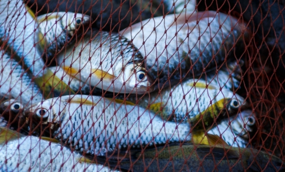 За місяць на Вінниччині виявили понад 100 фактів незаконного вилову риби