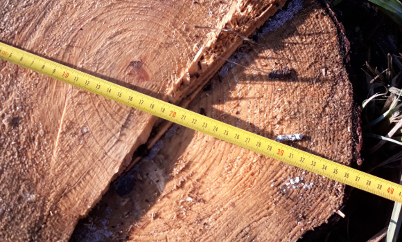 Житель Стрижавської громади сплатить понад 20 тис. грн за сім зрубаних дерев