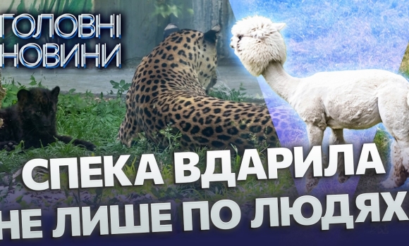 Embedded thumbnail for У зоопарку екстрено рятують тварин: дивіться, що з альпаками і вовками. Довелось піти на хитрість