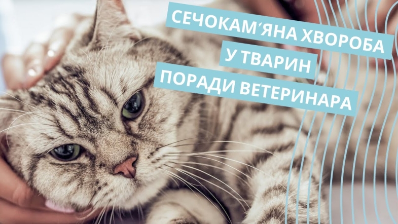 Embedded thumbnail for Як лікувати сечокам&#039;яну хворобу у котів та собак?