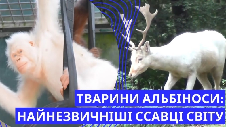 Embedded thumbnail for Магія альбінізму: зустріч з найнезвичнішими тваринами світу