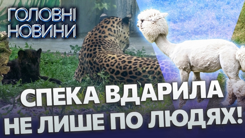 Embedded thumbnail for У зоопарку екстрено рятують тварин: дивіться, що з альпаками і вовками. Довелось піти на хитрість