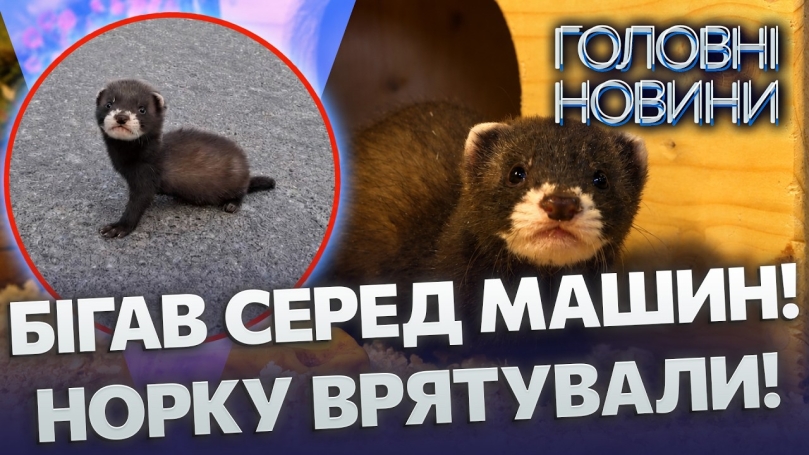 Embedded thumbnail for Шокуюча знахідка під Вінницею. Дитинча норки ледь не загинуло під колесами: йому лише 6 тижнів