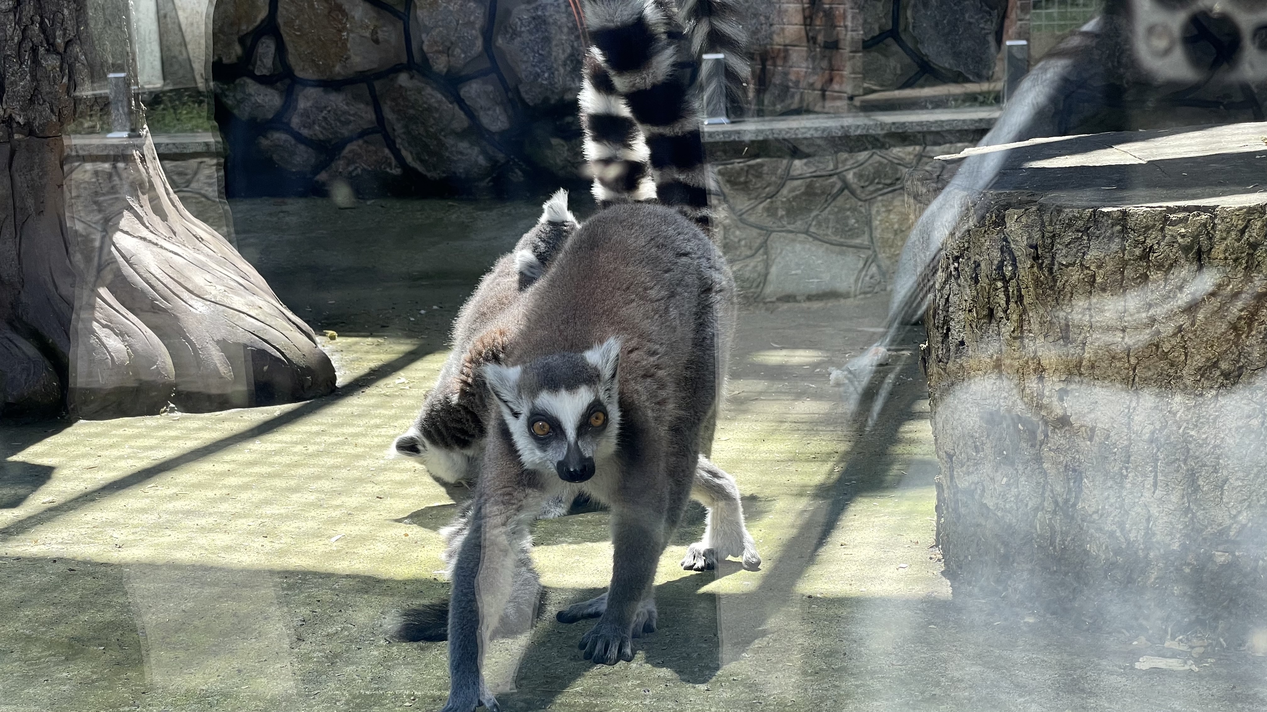 Грайливі мавпочки та поважні хижаки: фоторепортаж з вінницького зоопарку